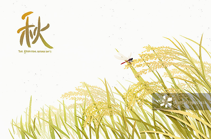 书法秋季活动稻米图片素材