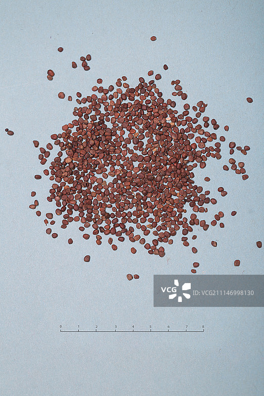 莱菔子图片素材