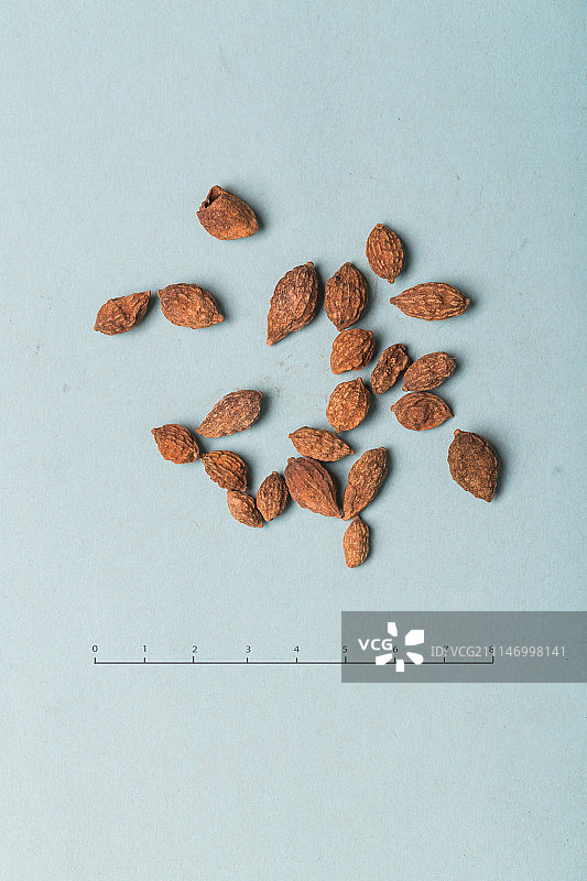 益智仁图片素材