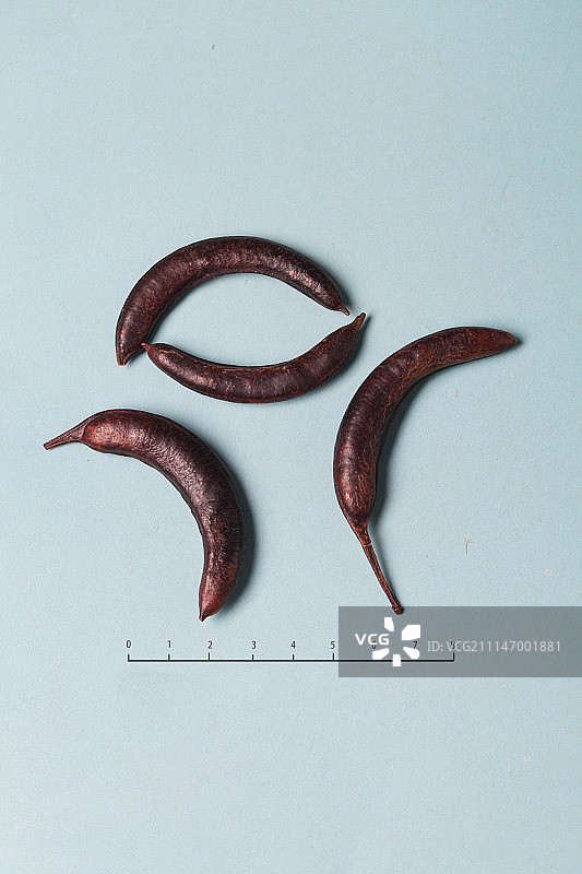 猪牙皂图片素材