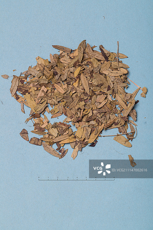 番泻叶图片素材