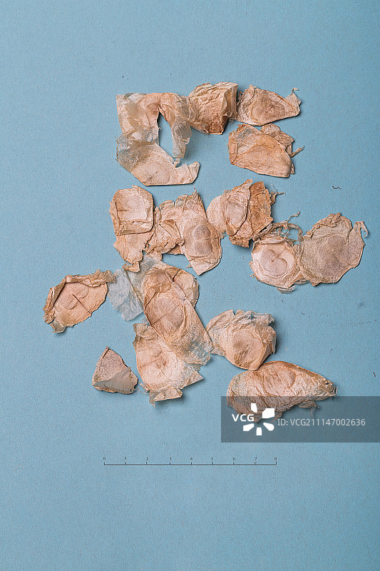 木蝴蝶图片素材