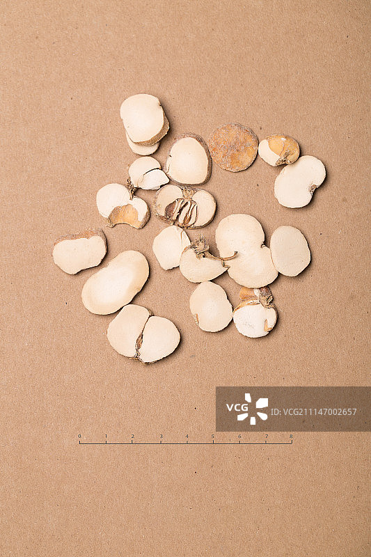 浙贝母图片素材