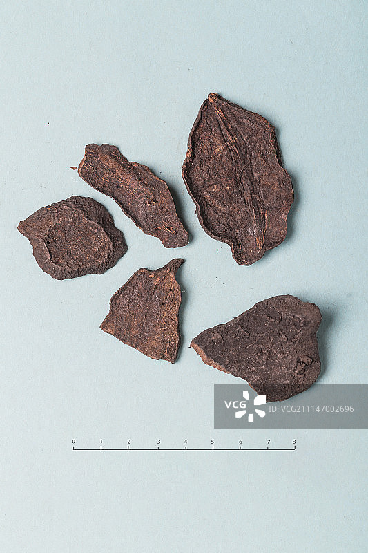 何首乌图片素材