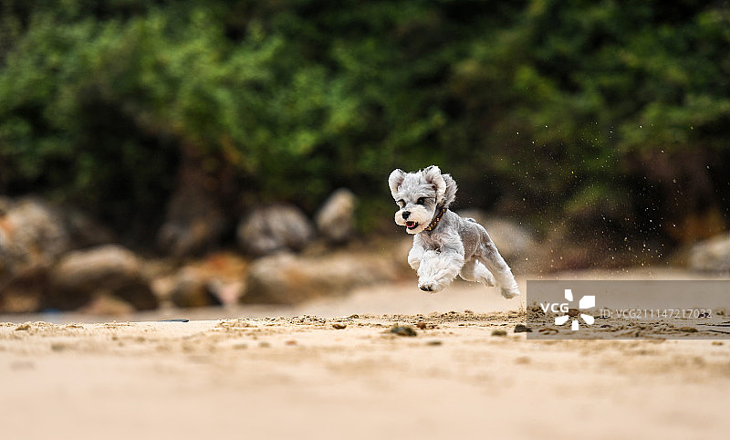 雪纳瑞图片素材