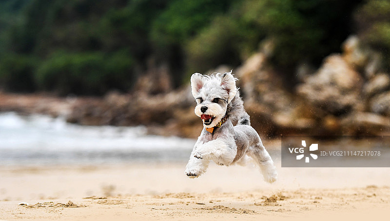 雪纳瑞图片素材