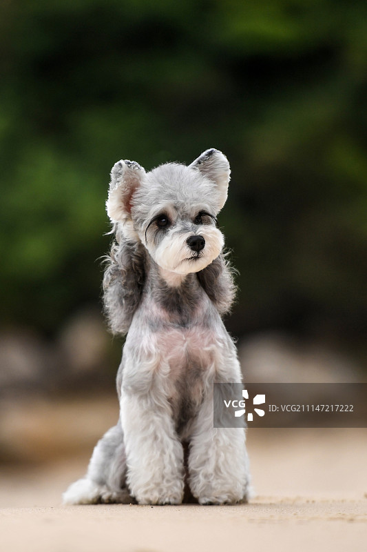 雪纳瑞图片素材