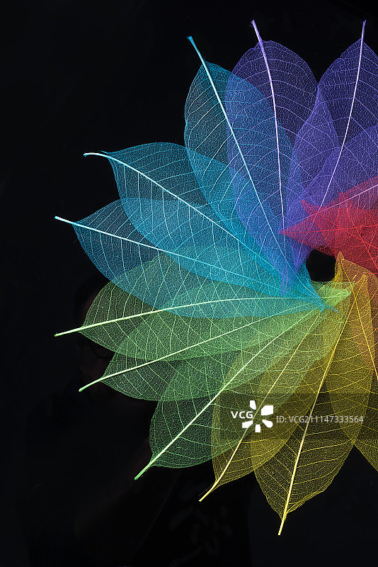 树叶标本图片素材