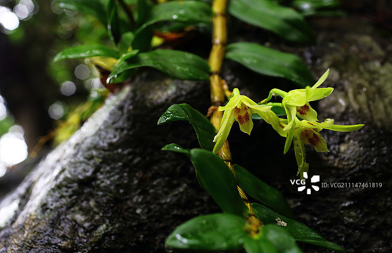海南野生铁皮石斛图片素材
