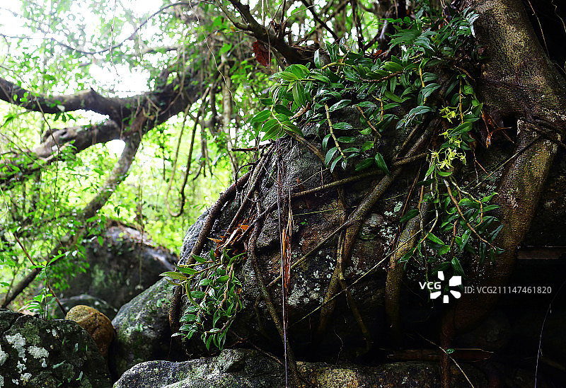 海南野生铁皮石斛图片素材