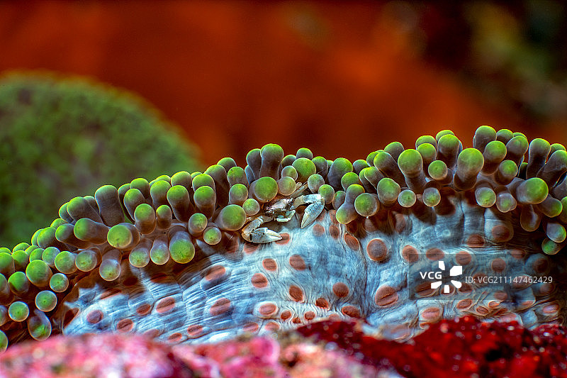 一只躲在珊瑚里的瓷蟹图片素材