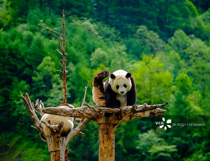 功夫熊猫图片素材