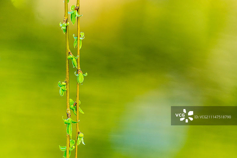 春色扑面图片素材