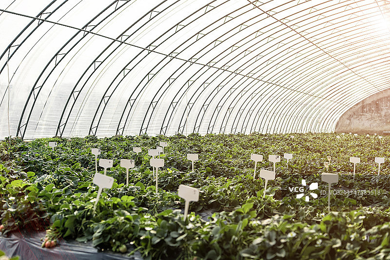 草莓种植大棚高清图图片素材