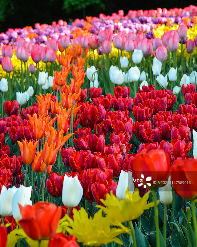 国际妇女节快乐!图片素材