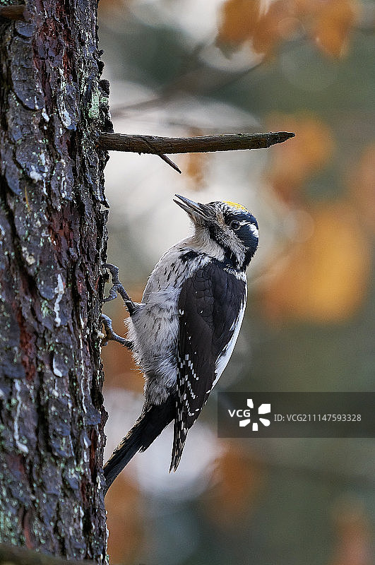 三趾啄木鸟图片素材