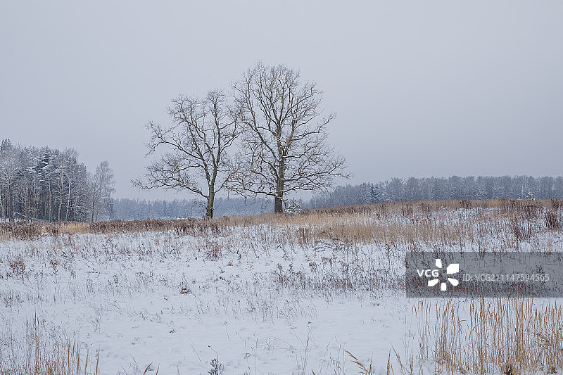 雪、树木与美丽的白色风景图片素材