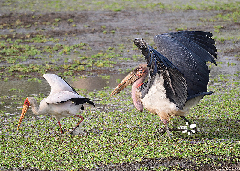 秃鹳追逐黄嘴鹳图片素材