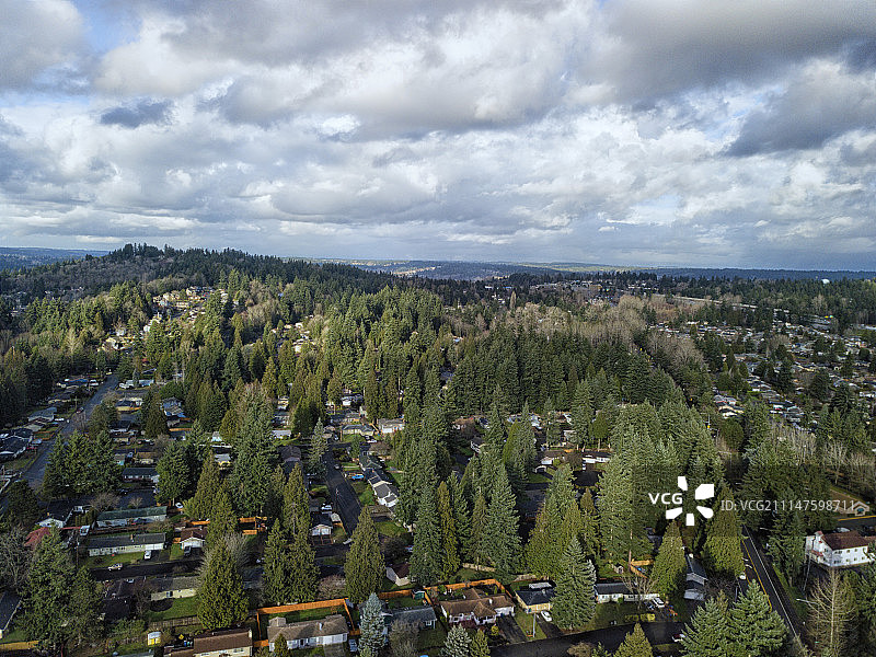棕榈树被破坏了图片素材