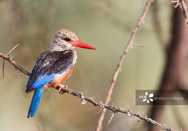 灰头翠鸟图片素材