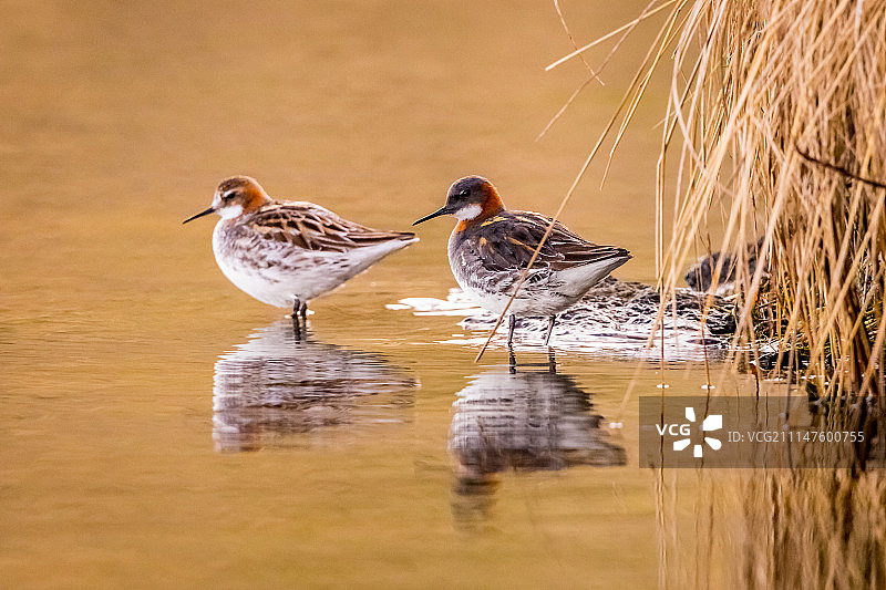 冰岛劳加图片素材