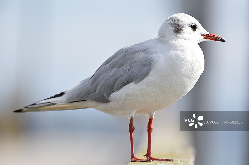 黑头鸥图片素材