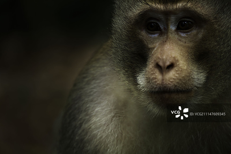 长尾猕猴图片素材