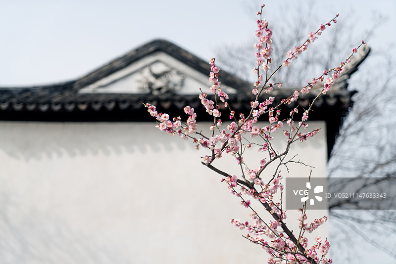 白墙背景与一枝梅花图片素材