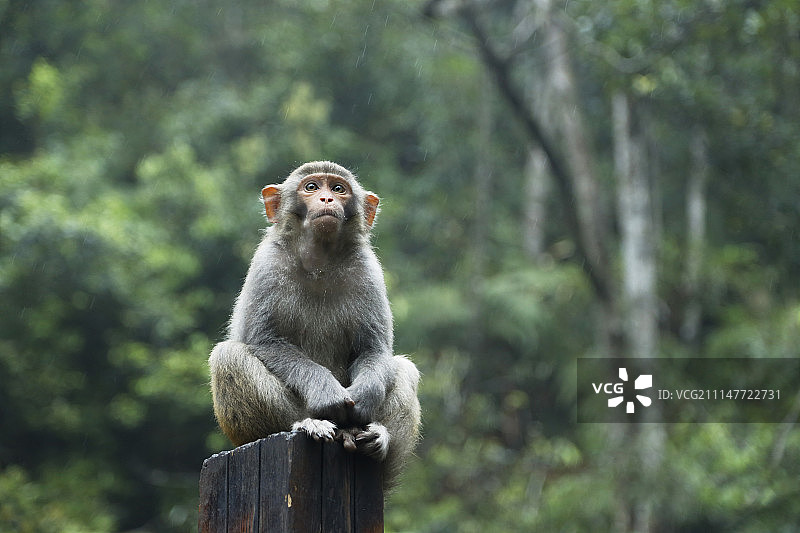可爱猴子-广西贺州市姑婆山图片素材