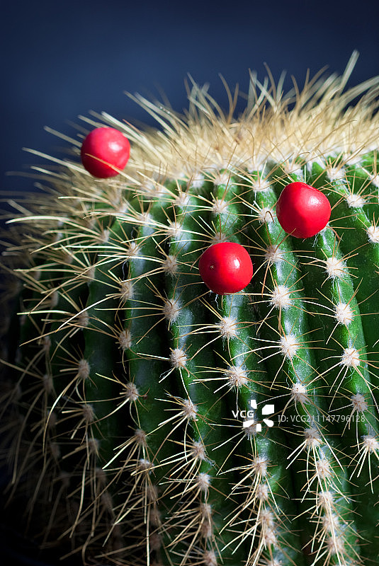 仙人球图片素材