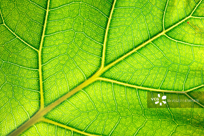 叶脉图片素材
