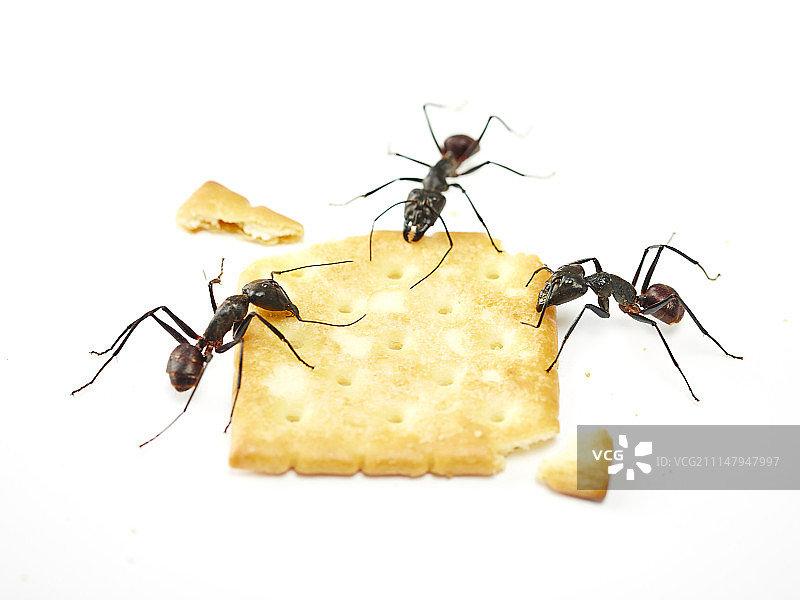 蚂蚁吃糖果的摄影图片素材