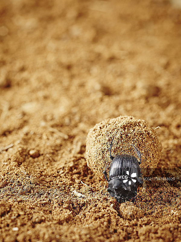 蜣螂在土壤上摄影图片素材