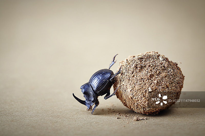 蜣螂在土壤上摄影图片素材