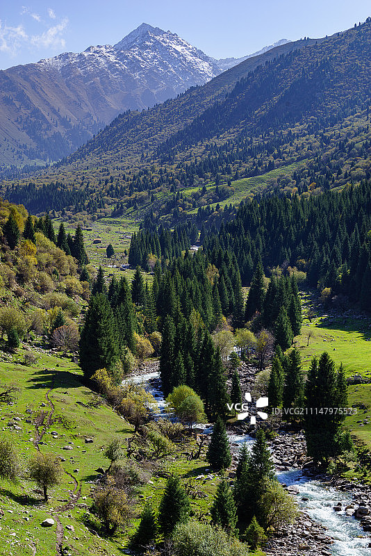 新疆天山的河流和松林（乌孙古道）图片素材