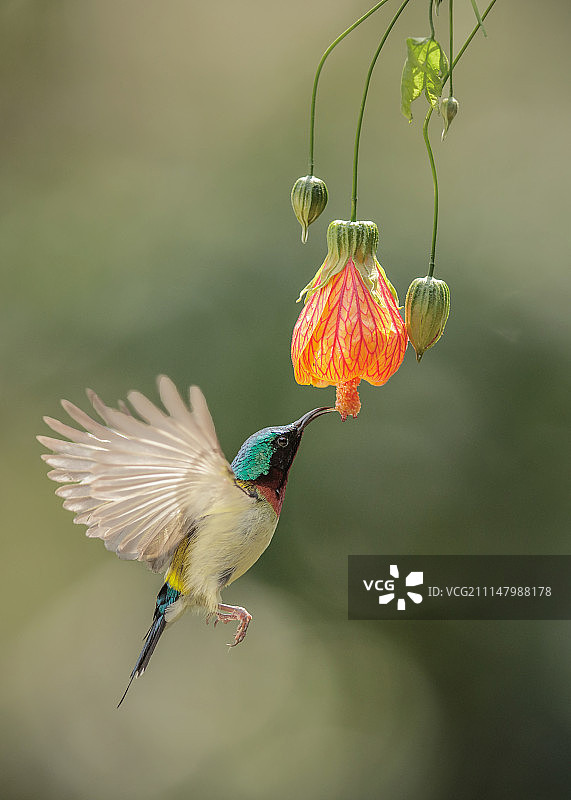 太阳鸟图片素材