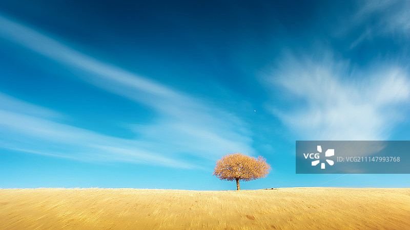 一棵孤独的树图片素材