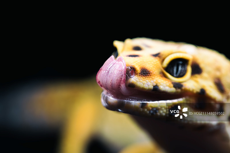豹纹守宫微距特写图片素材