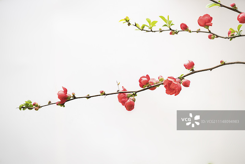 红色海棠花白底设计素材图片素材