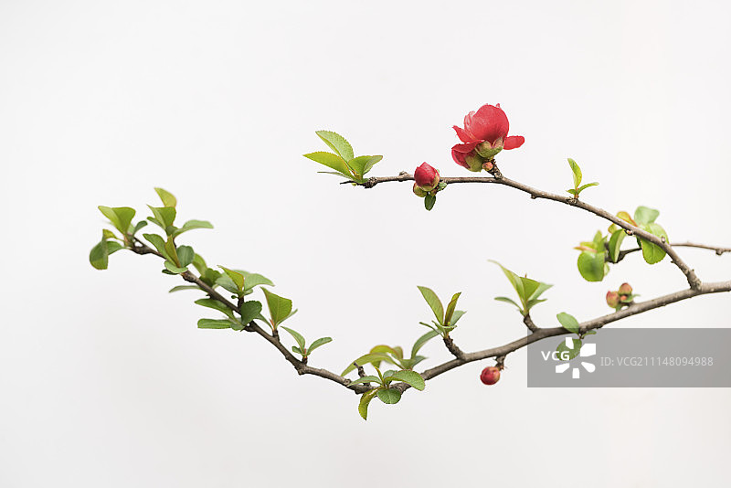 红色海棠花白底设计素材图片素材