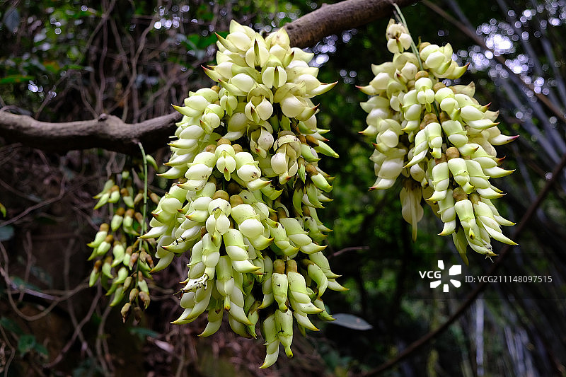 禾雀花图片素材