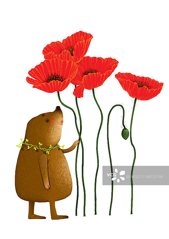 背景分离动物系列组图共3000多幅-小鼹鼠和虞美人图片素材