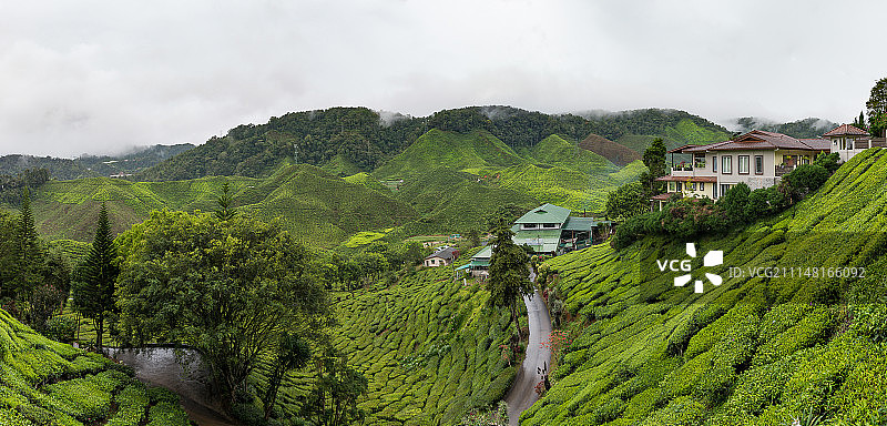 金马仑高原的茶园全景图片素材
