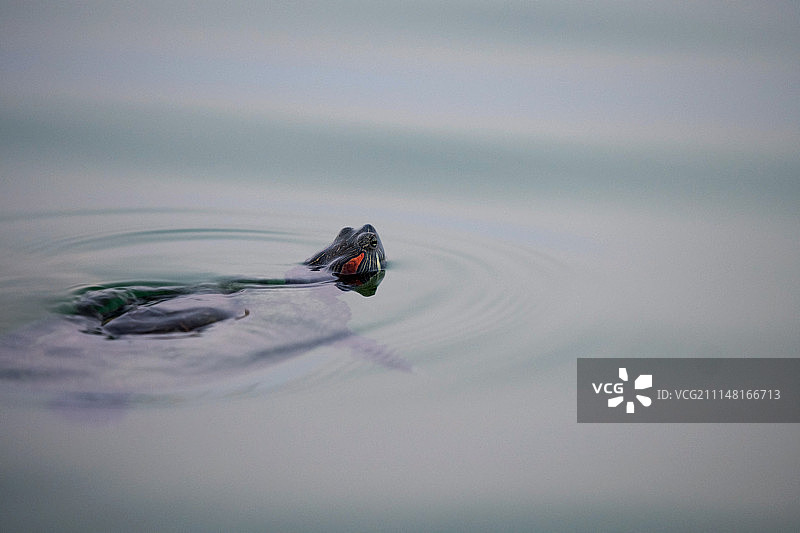 跑得慢，但游得快！图片素材