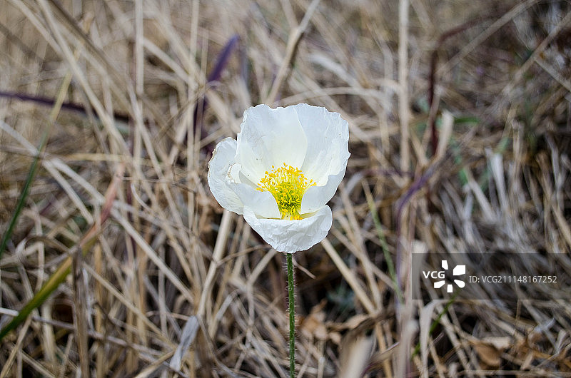 白色罂粟花图片素材