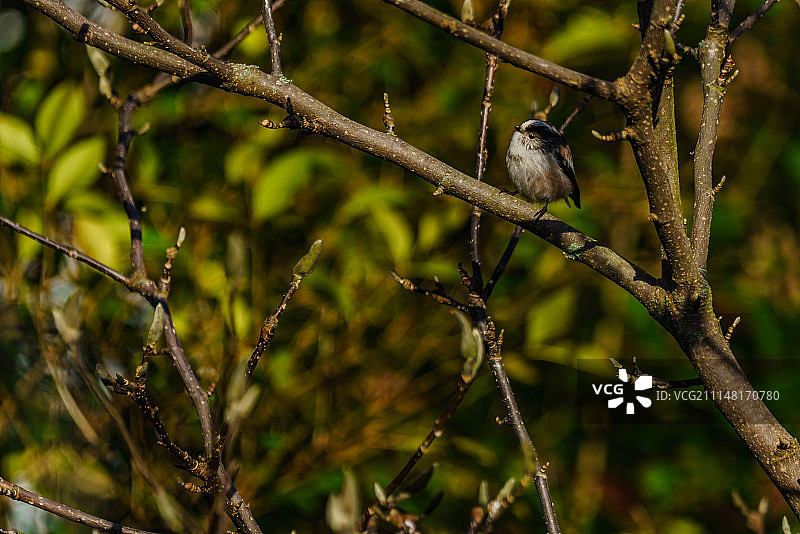 花园里的长尾山雀图片素材