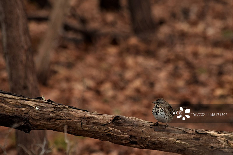 安静的鸣禽图片素材