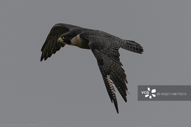 速度最快的动物！图片素材