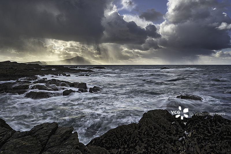 野生阿基尔图片素材