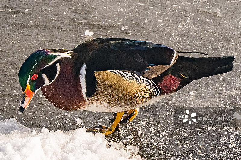 雄林鸭在冰面上图片素材